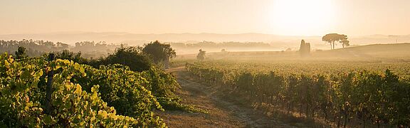 Bairrada vinregion