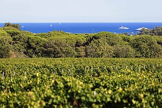 Vinmarker nær Château Minuty med havet i baggrunden
