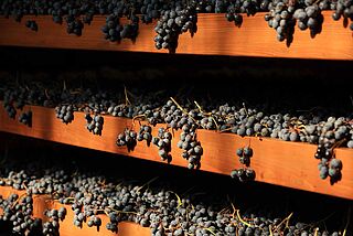 Reben bei Giuseppe Quintarelli