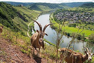 Weinberg von Clemens Busch Weinberg von Clemens Busch