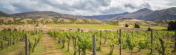 Weinfeld in Central Otago