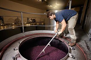 Domaine Clos du Caillou Trauben
