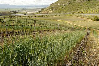 Landskab i Swartland