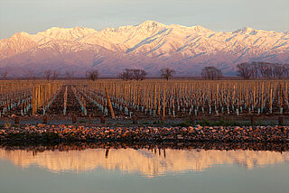 Weinberge des Weinguts Bodega Catena Zapata