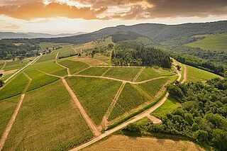 Burgund 2020