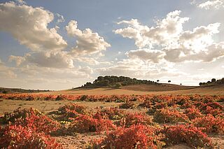 Kastilien und Leon Weinberge
