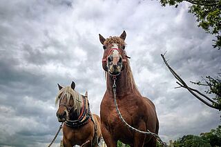 Pferde auf dem Weinfeld von Suenen, bei bewölktem Wetter Pferde auf dem Weinfeld von Suenen, bei bewölktem Wetter