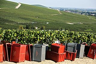 Champagne Deutz vingård og vinmarker