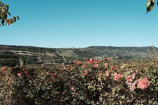 Prunotto, Piemont