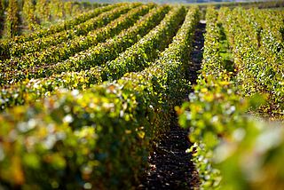 Weinreben von Pol Roger