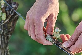 Arbeit im Weinberg von Katharina Wechsler