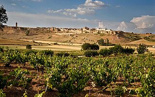 Weinberge und Weinfeld von Dominio de Atauta mit Dorf im Hintergrund