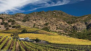 Weinberge Kalifornien