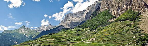 Wallis Weinregion