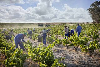 Lammershoek Weinberg