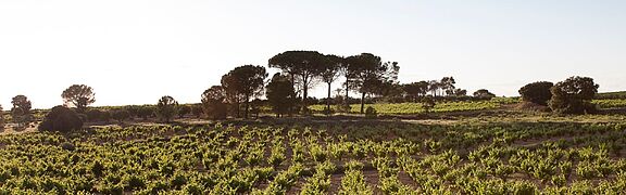 Manchuela Weinberge in Spanien