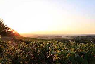 Sonnenaufgang bei dem Weingut Roger Coulon