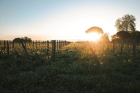 Saint Emilion Weinberge