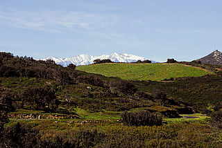 Vinmarker med bjerge i baggrunden