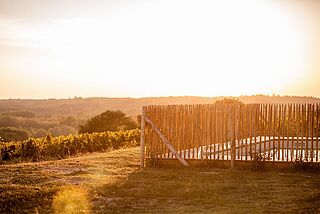 Lamothe Despujols vingård i solen