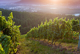 Weinberge bei Sonnenuntergang