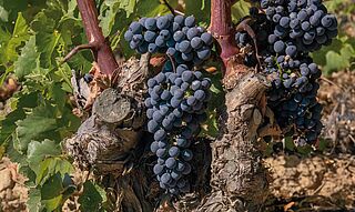 Tempranillo-druer