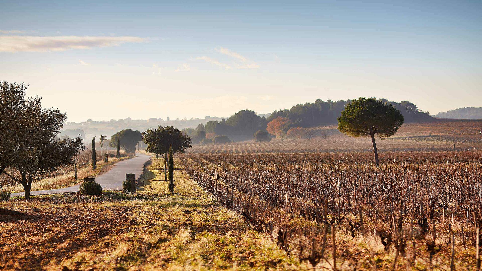 Rhone Grenache Wein