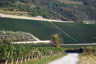 Weinfeld, Weinberg, Weingut