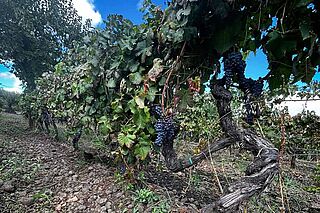 Weinfeld und Weinreben des Weinguts Bella-Colonna Weinfeld und Weinreben in Italien