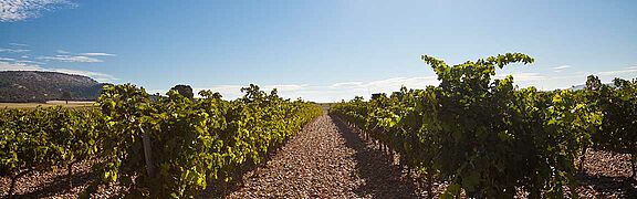 Ribera del Duero Weinfeld