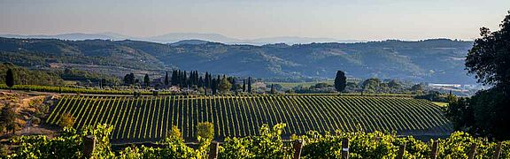 Ausblick auf Weinfelder