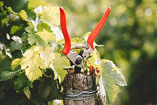 Rote Ernteschere in einem Pfosten auf dem Weingut Clos Rougeard