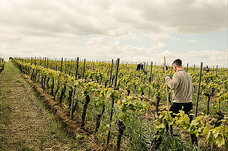 In den Weinbergen von Moritz Kissinger