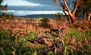 Gamle vinstokke i South Australia