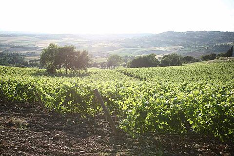 Weinberge in Maremma in der Toskana