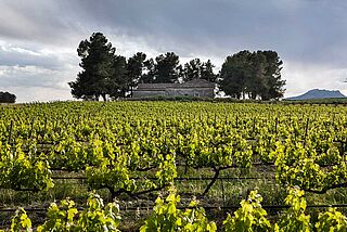 Weingut, Weinfeld, Haus, Bäume Weingut, Weinfeld, Haus, Bäume