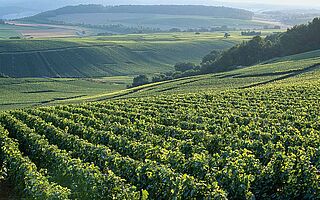 Weinfeld, Weingut Bollinger Weinfeld, Weingut Bollinger