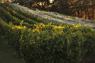 Weinberege von Dog Point