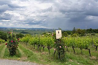 Udsigt over vinmarkerne, et tordenvejr brygger i baggrunden