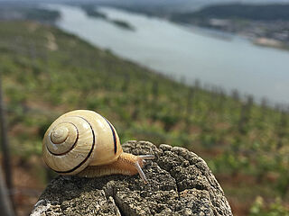Eine Schnecke auf einem Holzpfahl bei einem Weinfeld