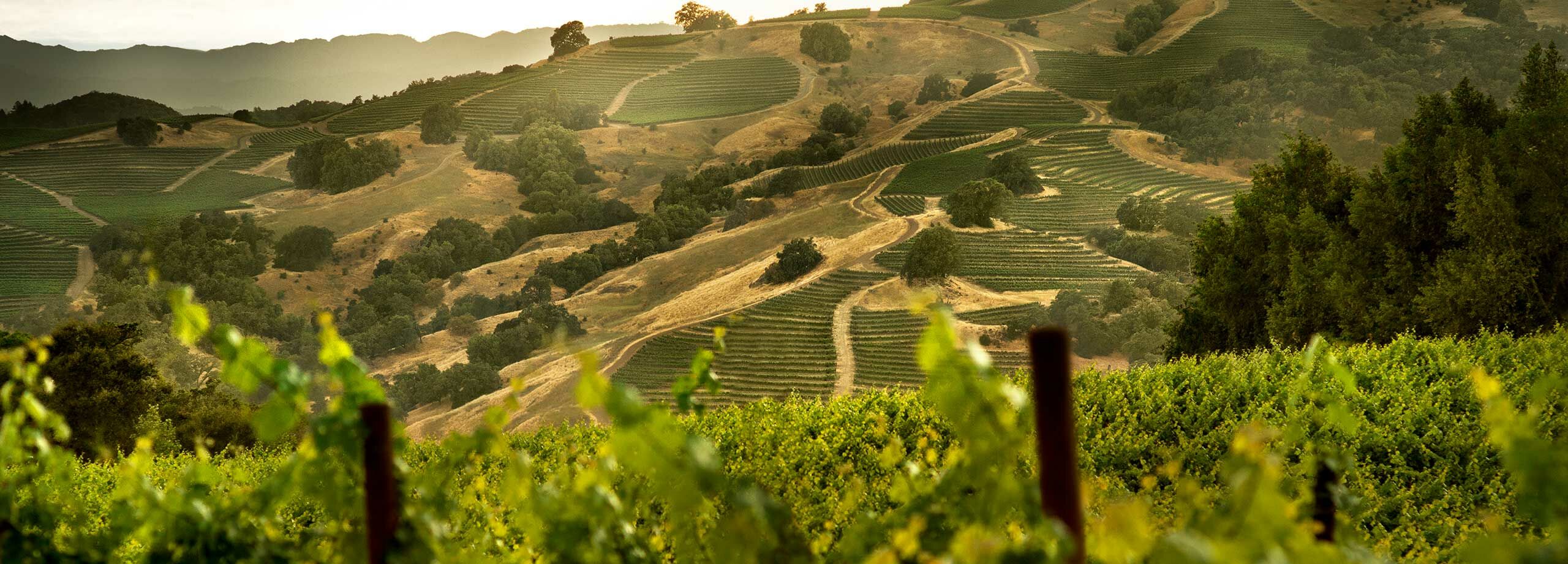 Wein Subskription USA