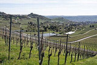 Weinberg vom Weingut Aldinger Weinberg vom Weingut Aldinger