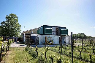 Weinfeld des Chateaus Coutet – Shinko bei Sonnenschein