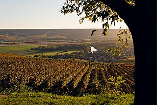 Weinberge