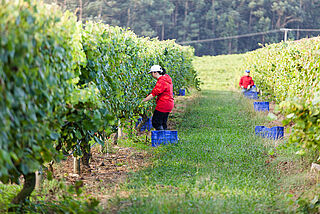 Es werden Reben auf dem Weinberg gepflückt
