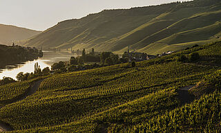 Weinberge, Landschaft