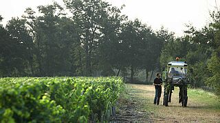 Arbeit im Weinberg bei Haut Bailly Arbeit im Weinberg bei Haut Bailly