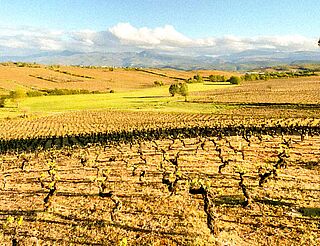 Blick über die Weinfelder