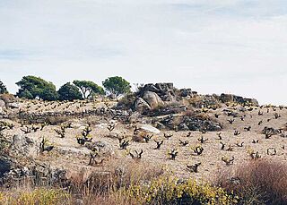 Vingård, vingårde Telmo Rodriguez - Pegaso Vinas Viejas