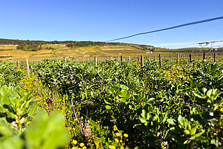 Weinberg Decelle et Fils